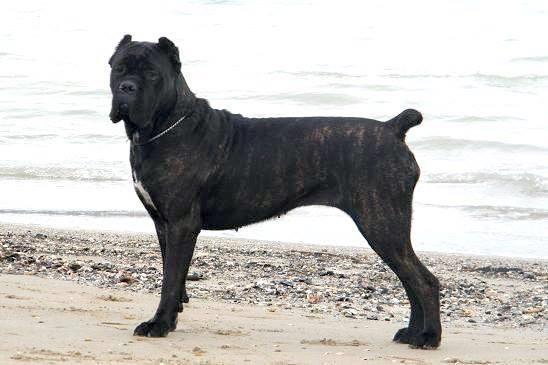 Raffael-Corso-Di-Munteanu--Cane-Cors-open-for-stud