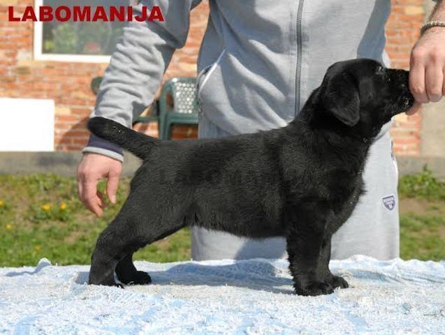 Labrador-Retriver---crna-i-cokoladna-stenad