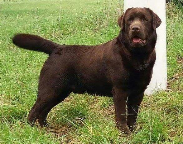 Labrador Retriver