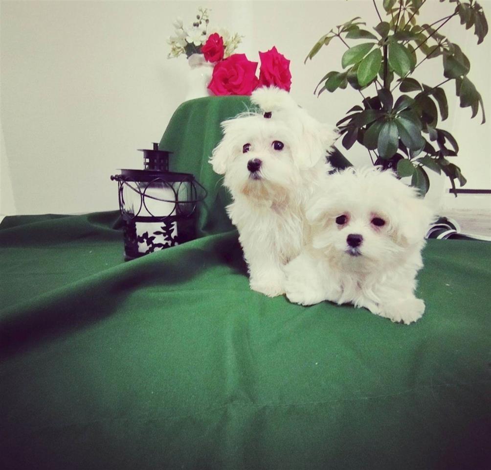 Maltezer-mini