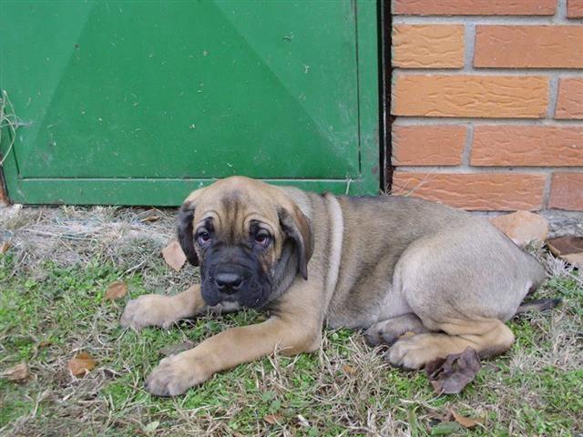 Cane corso zuta stenad