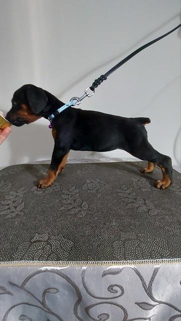 Doberman-štenci