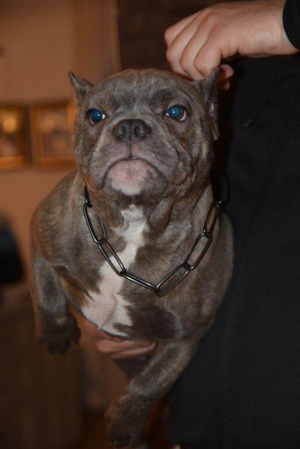 Micro-Bully---Mikro-Buli