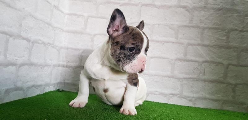 Francuski-buldog--merle-ženka