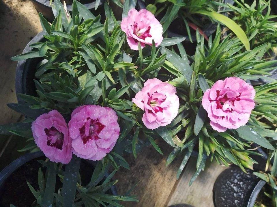 Rasadnik-DuDa-garden