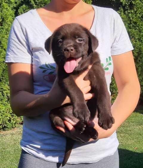 Čokoladni-štenci-Labrador-Retrivera