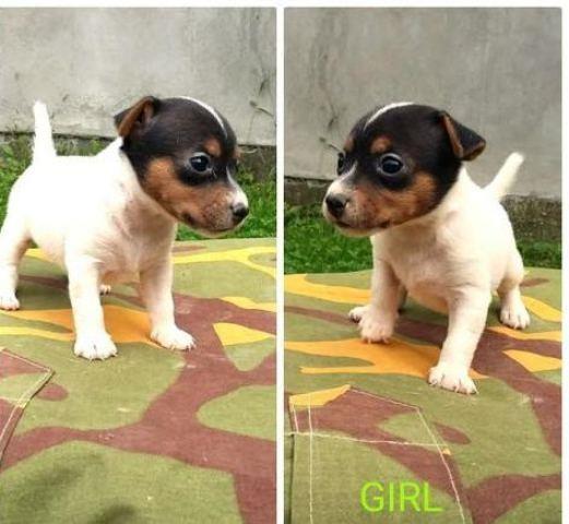 Džek-Rasel-terijer--Jack-Russell-terrier