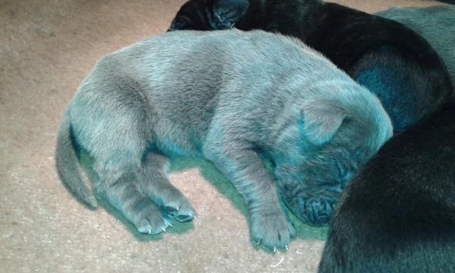 Cane-corso--sivi-stenci
