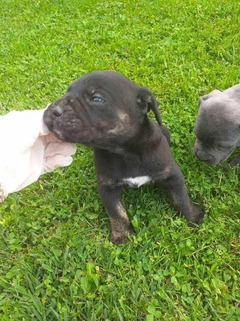 Cane-Corso--štenci