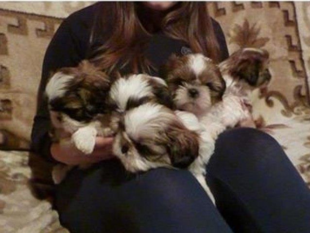 Shih-tzu---stenci