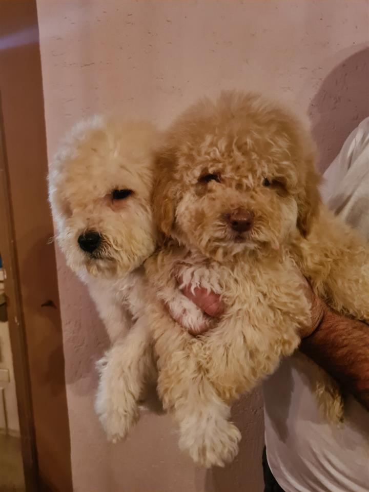 Labradoodle-štenci
