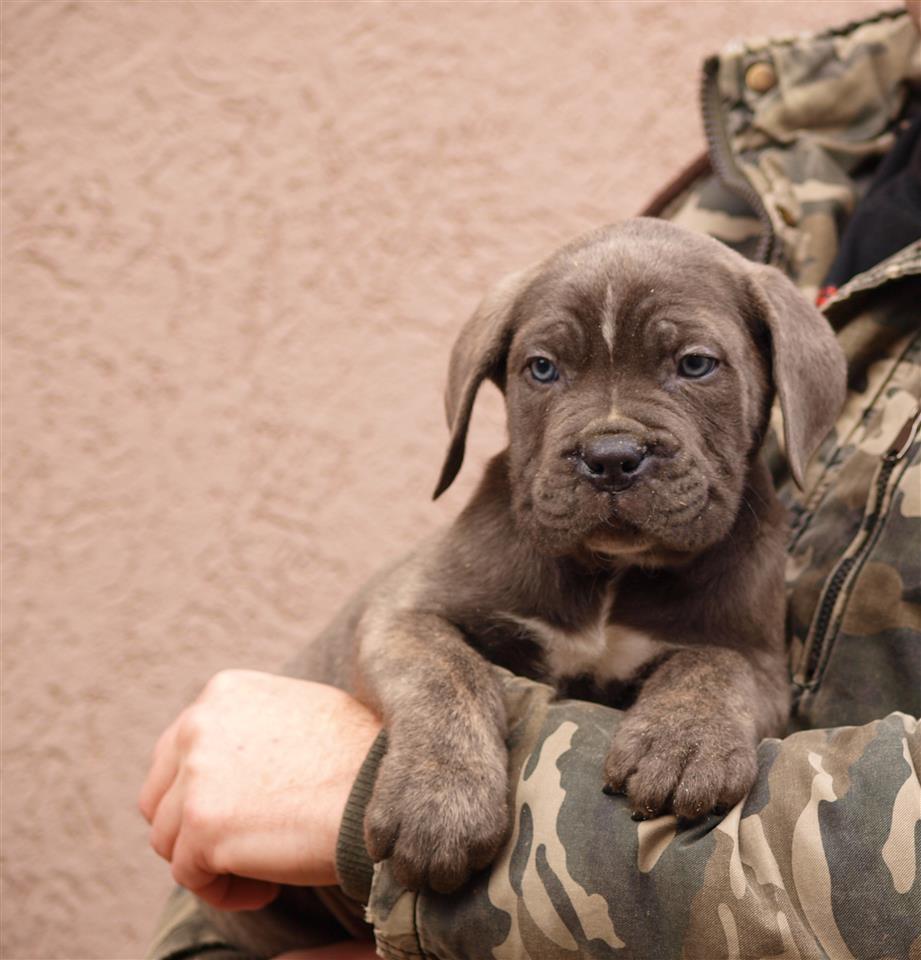 Cane-Corso-Stenci