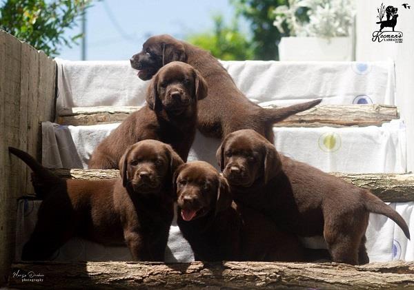 Labrador-Retriver-štenci--čokoladni