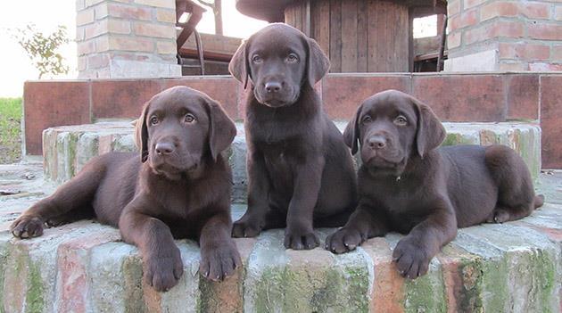 Izuzetna stenad labrador retrivera