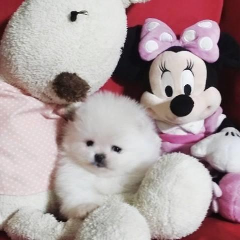 Pomeranski spic