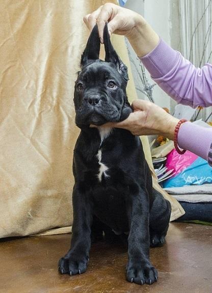 Cane-corso-štenci