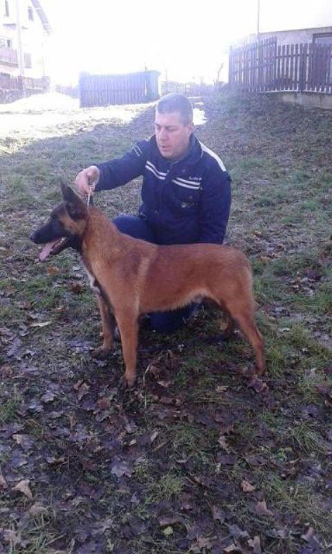Belgijski-ovcar-malinoa