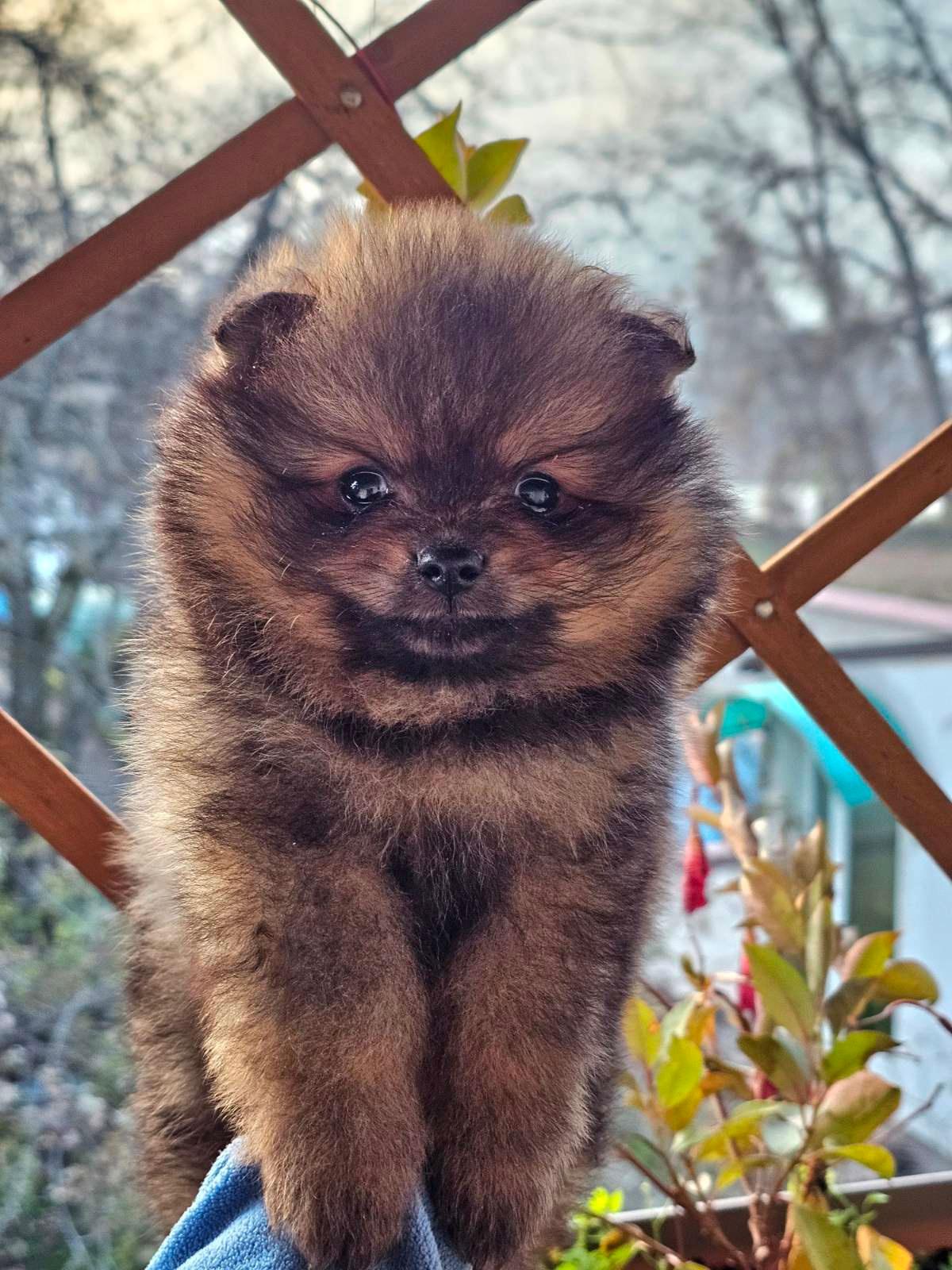 Pomeranac-Boo