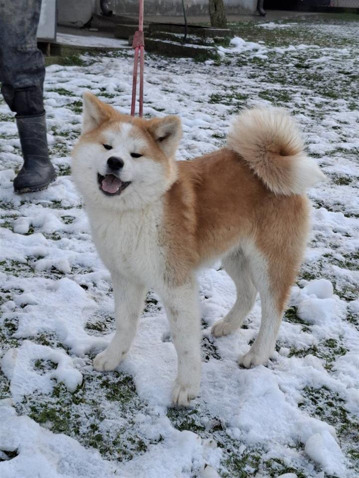 Akita-Inu