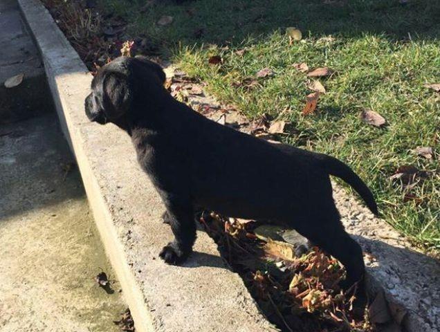 Labrador--crni-štenci