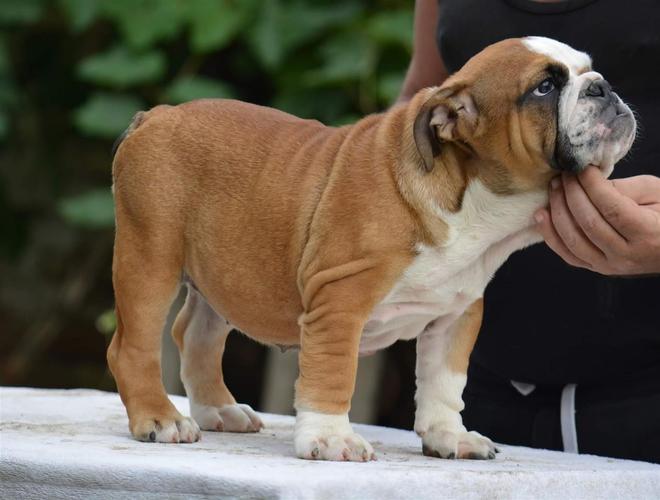 Engleski buldog