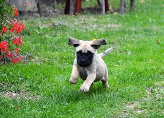 Bulmastiff-zenski-stenci