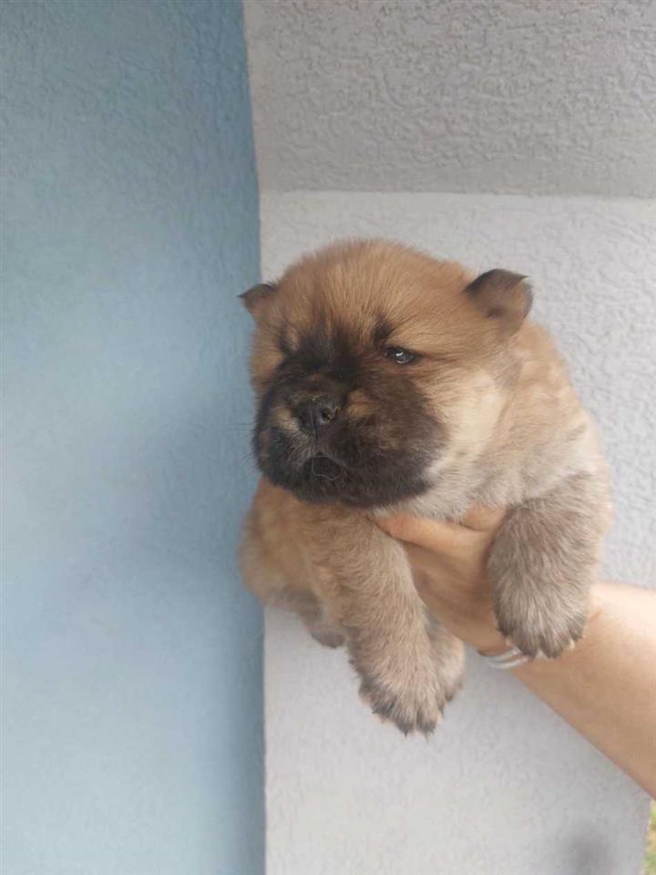 Na-prodaju-stenci-chow-chow