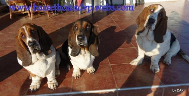 Basset-Hound-baset
