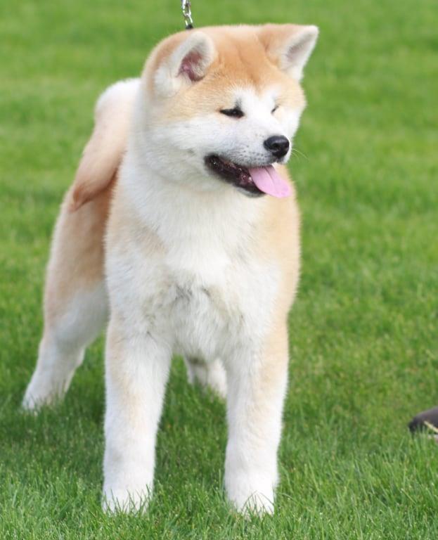 Akita-Inu-