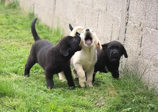 Labradori