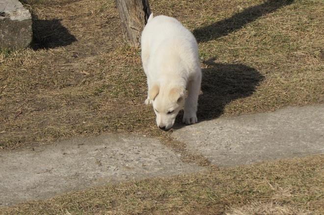 Labrador-retriver-stenad