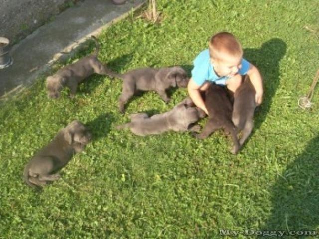 Cane-Corso-štenci