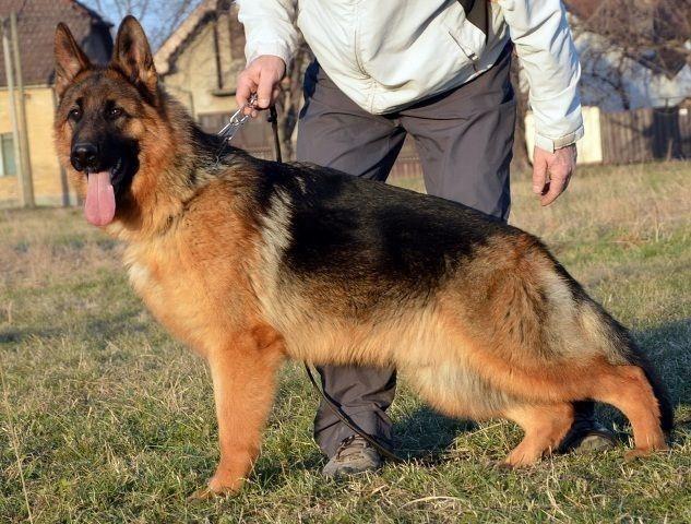 Nemacki-ovcar-muzjak-