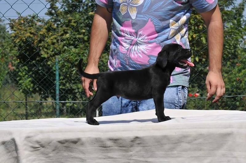 Cane-Corso-štenad