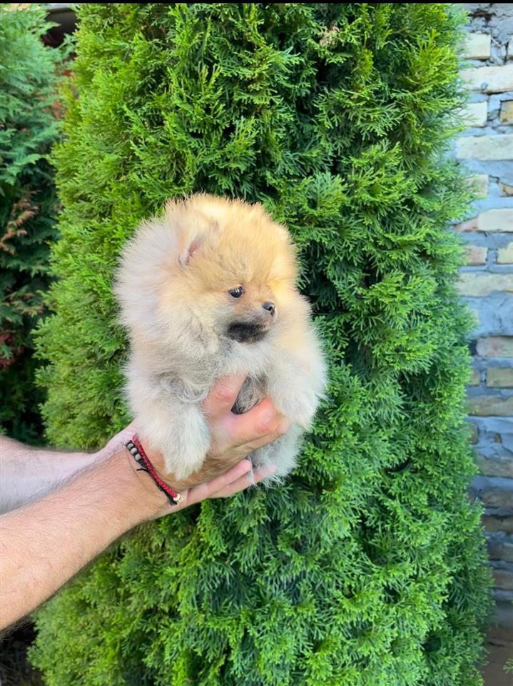 Pomeranac-mini