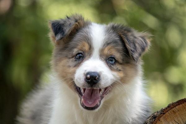Border koli-Border collie, štenad