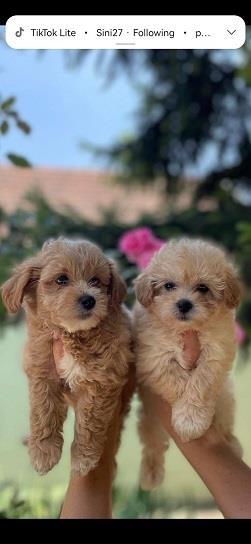 Malti-poo