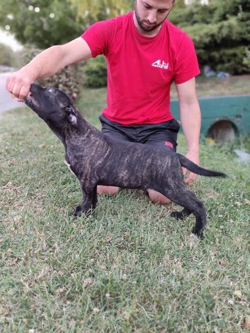 Cane-Corso-štenci-