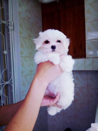 Maltezer-i-coton-de-tulear-stenci-na-prodaju