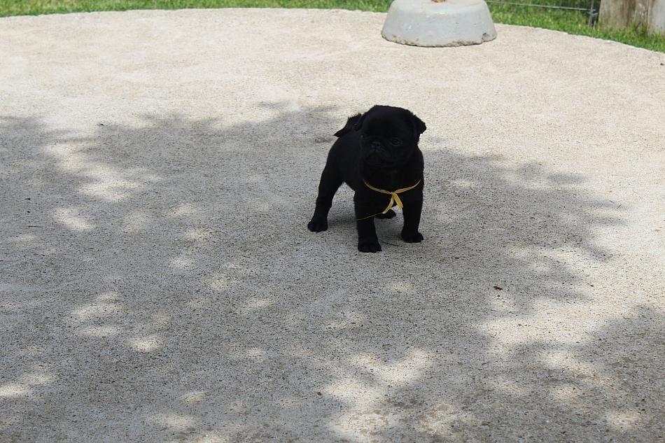 Mops-štenci