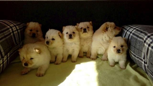 Chow-chow-cau-cau-stenad-