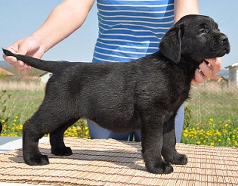Labrador-Retriver