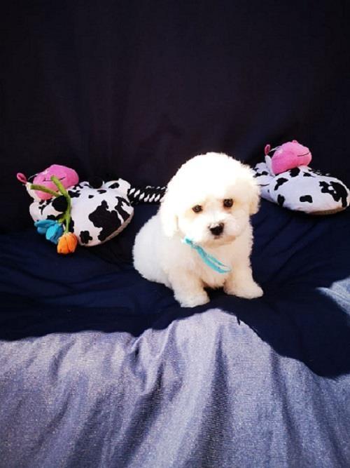 Kovrdzavi-Bison--Bichon-Frise--