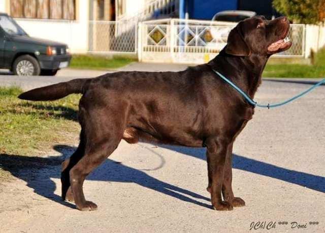 Labrador--čokoladni-štenci