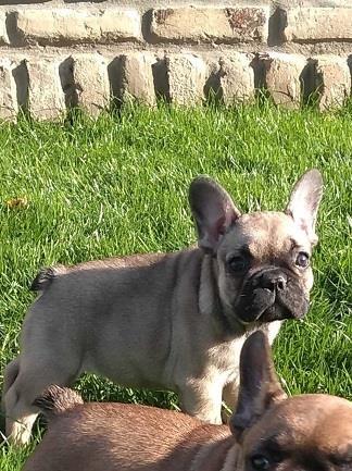 Francuski-buldog-štenci