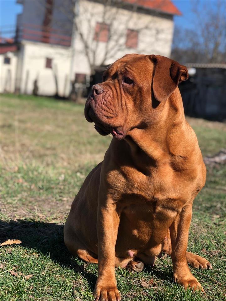 Bordoška-doga-štenci