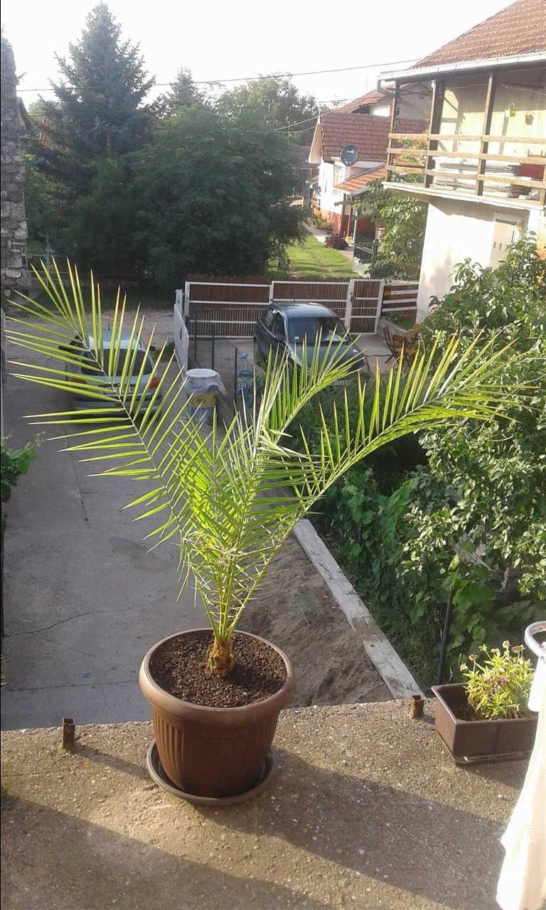 Palme