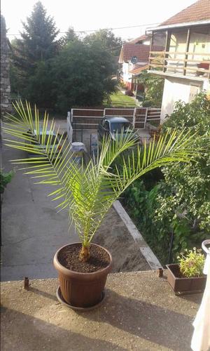 Palme