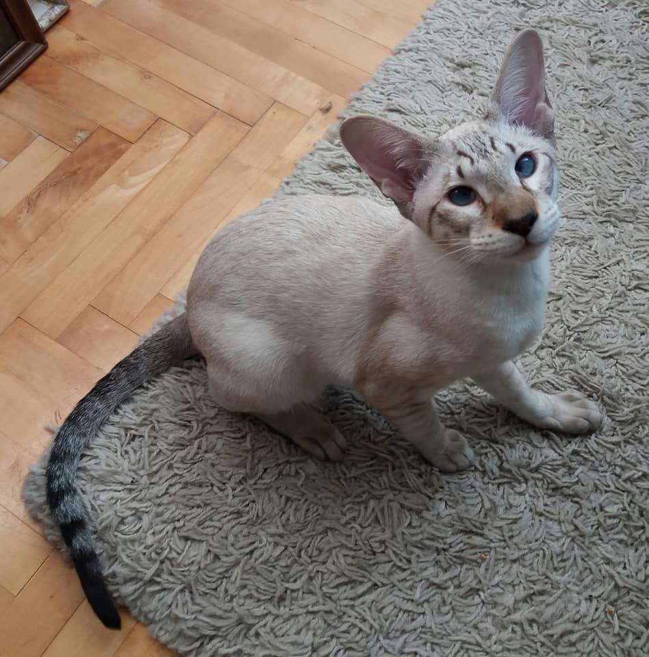 Siamese-chocolate-tabby-piont