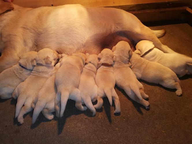 Labrador retriver štenci 